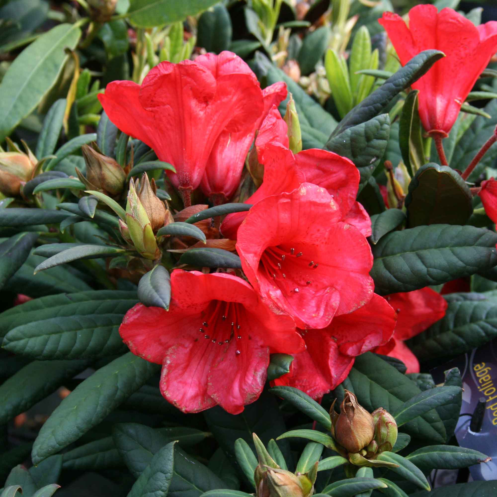 Rhododendron 'Elizabeth Red Foliage' 30/40 C5