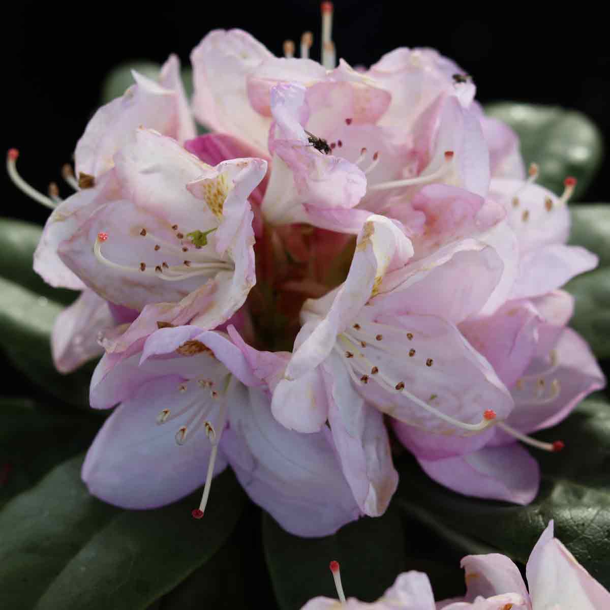 Rhododendron 'Gomer Waterer' 30-40 - C5
