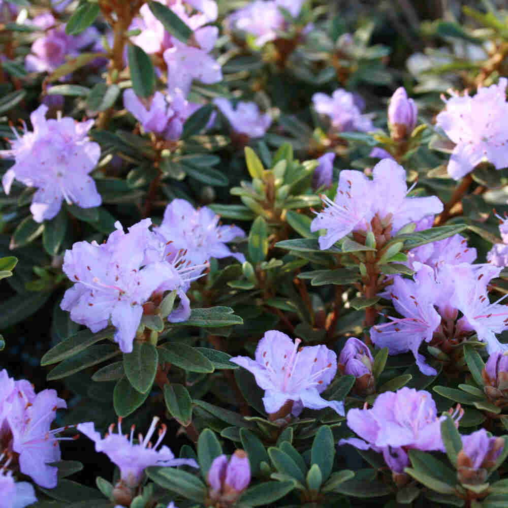 Rhododendron 'Impeditum Select' purple 25/30 C3