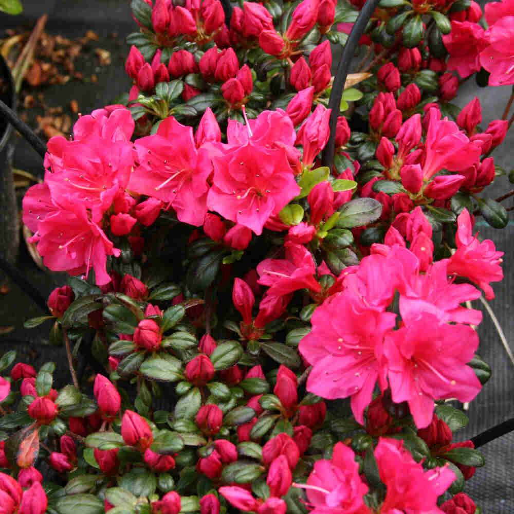 Rhododendron (AJ) 'Canzonetta' 20/25 C2
