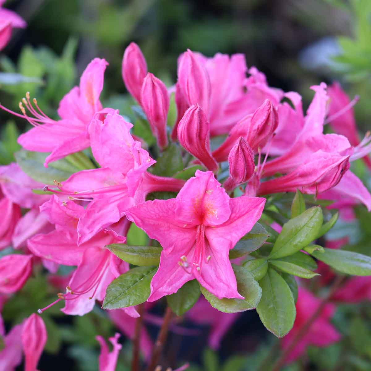 Azalea - Rhododendron 'Jolie Madame' 40-50 - C5