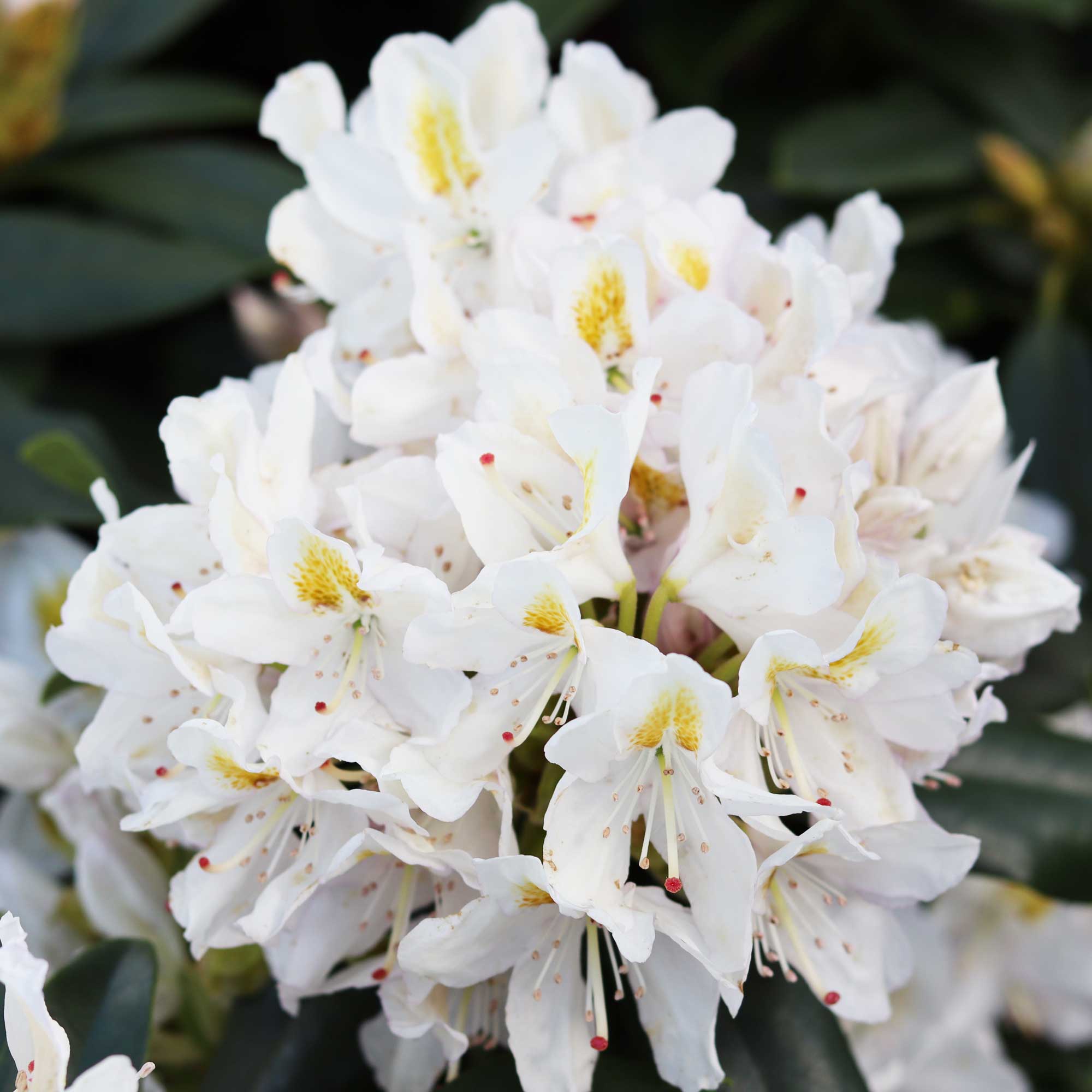 Rhododendron 'Madame Masson' 30/40 C5