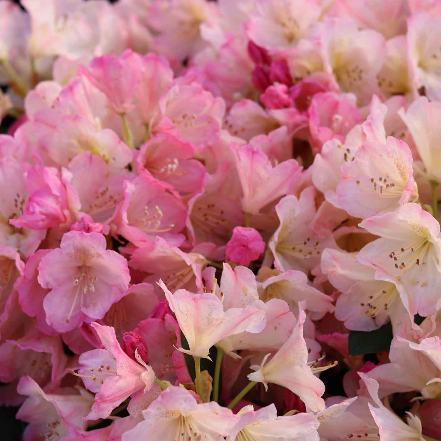 Rhodo (Y) 'Percy Wiseman' salmon/pink 40-50 cm C20