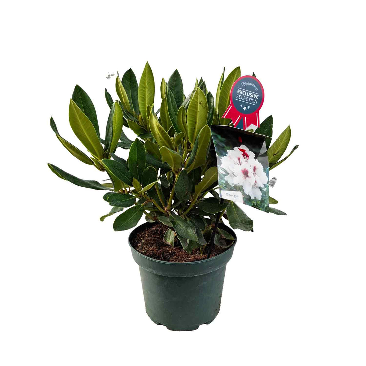 Rhododendron 'Picotee' pink-white 30/40 C5