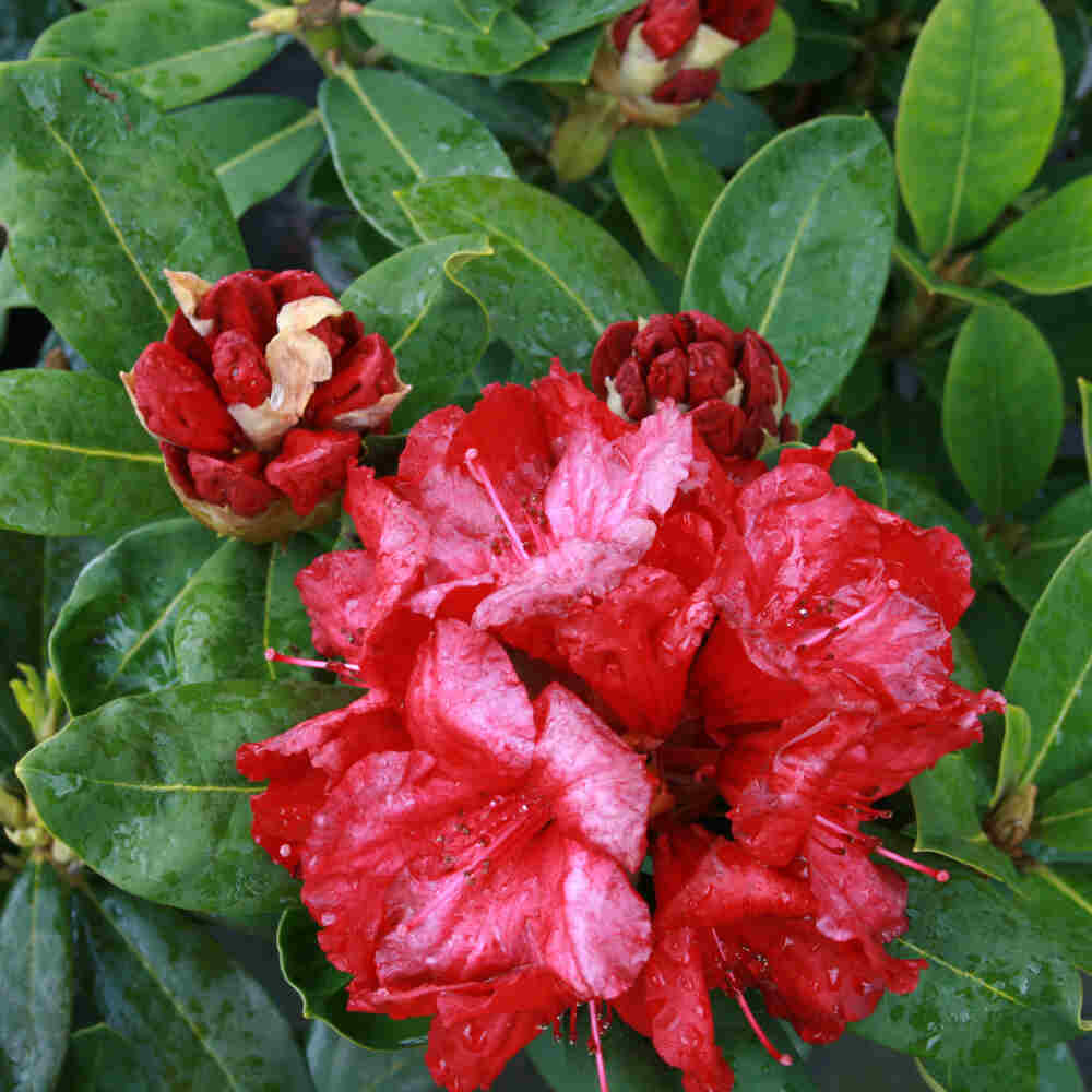 Rhododendron 'Red Jack' 30/40 C5