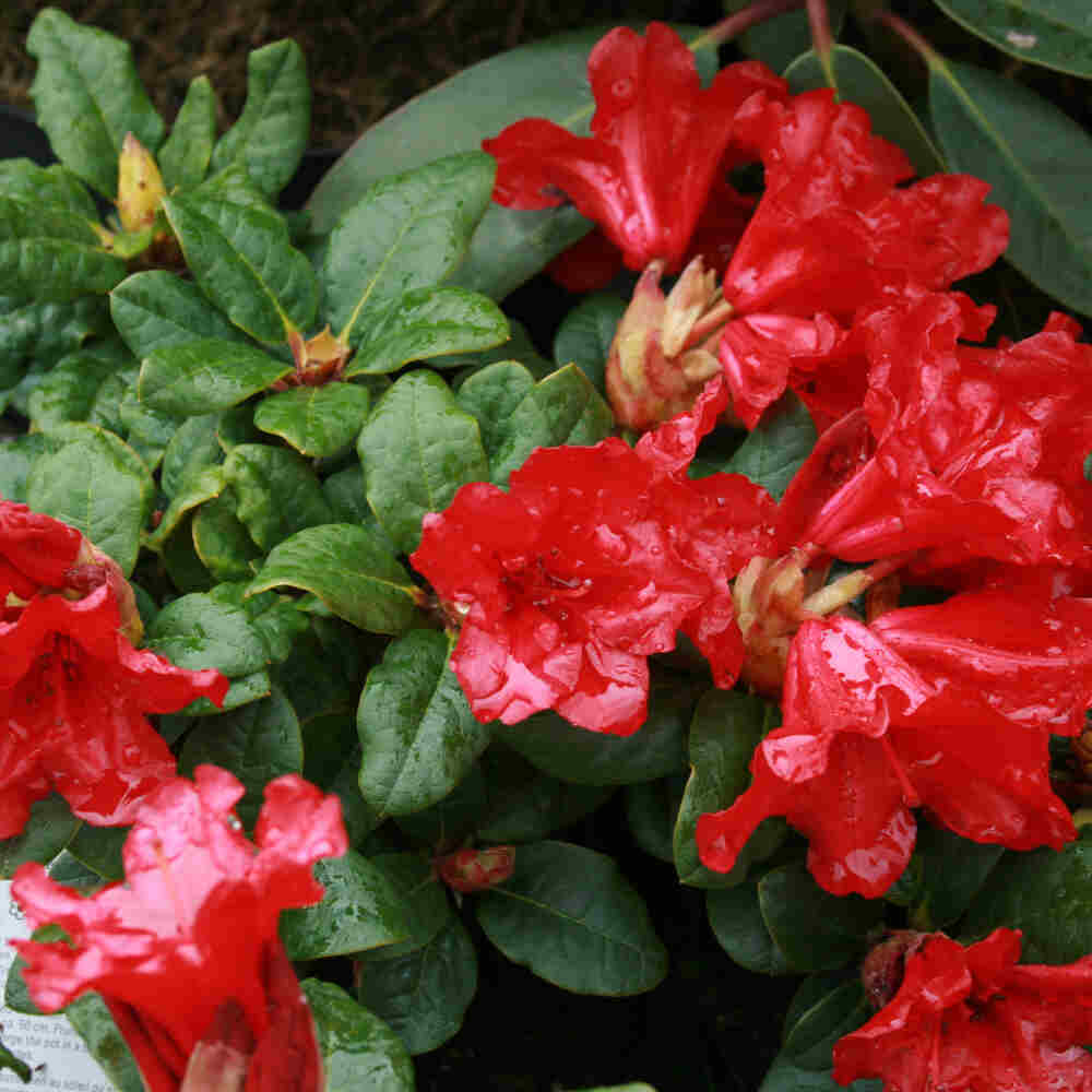 Rhododendron (R) 'Scarlet Wonder' red 25/30 C5