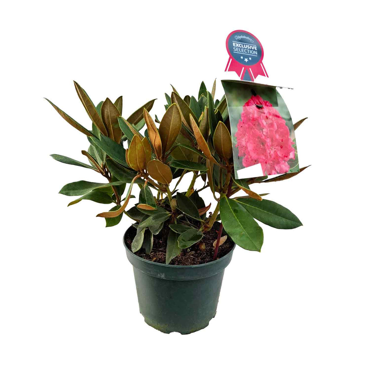Rhododendron yak. 'Vollblutt' red 30/- C5