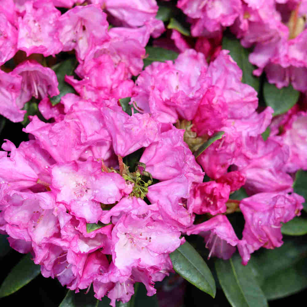 Rhododendron Yak. 'Blurettia' 30/- C5