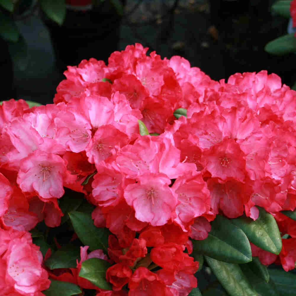 Rhododendron Yak. 'Fantastica' 30-40 - C5