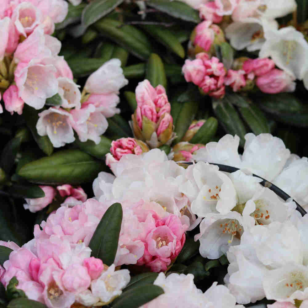 Rhododendron Yak. 'Koichiro Wada' 30-40 - C5