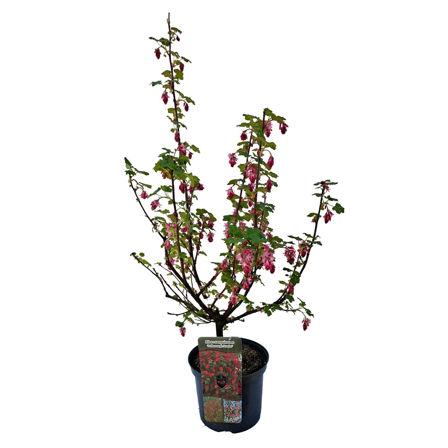 Ribes sång. 'Pulborough Scarlet' C5 40-60 CM