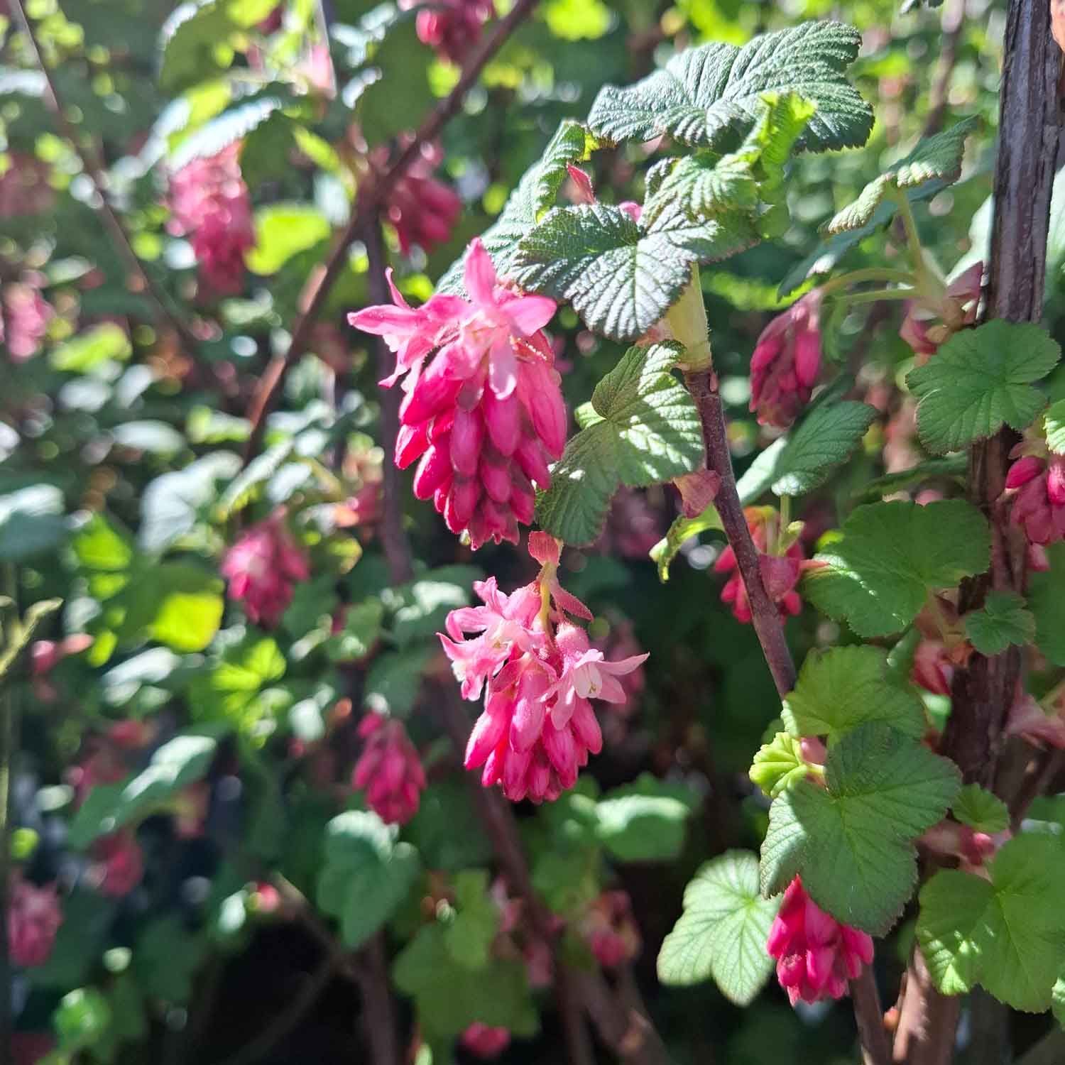 Ribes sång. 'Pulborough Scarlet' C5 40-60 CM