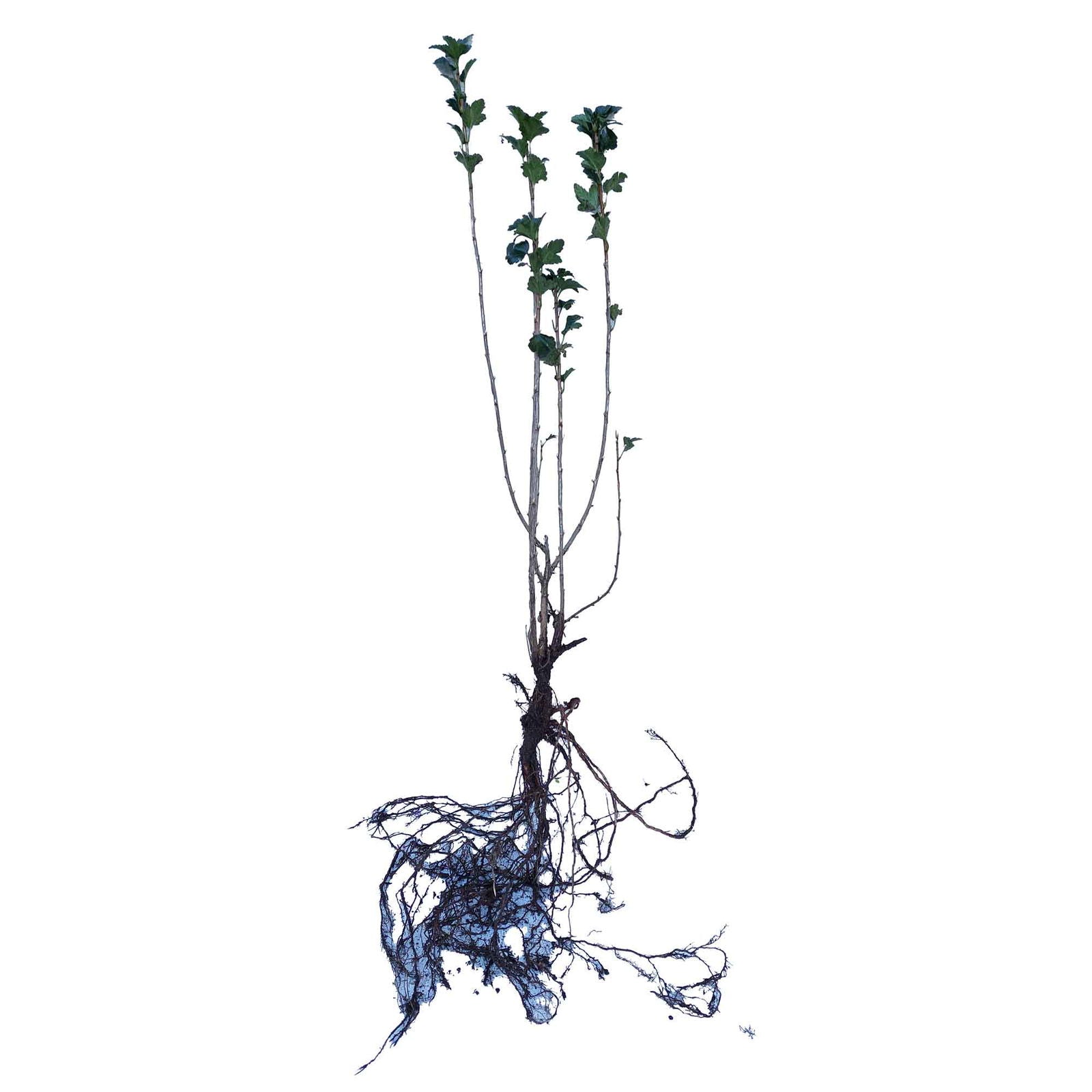 Ribes alpinum 'Hemus' 0/1-2H 30-50cm