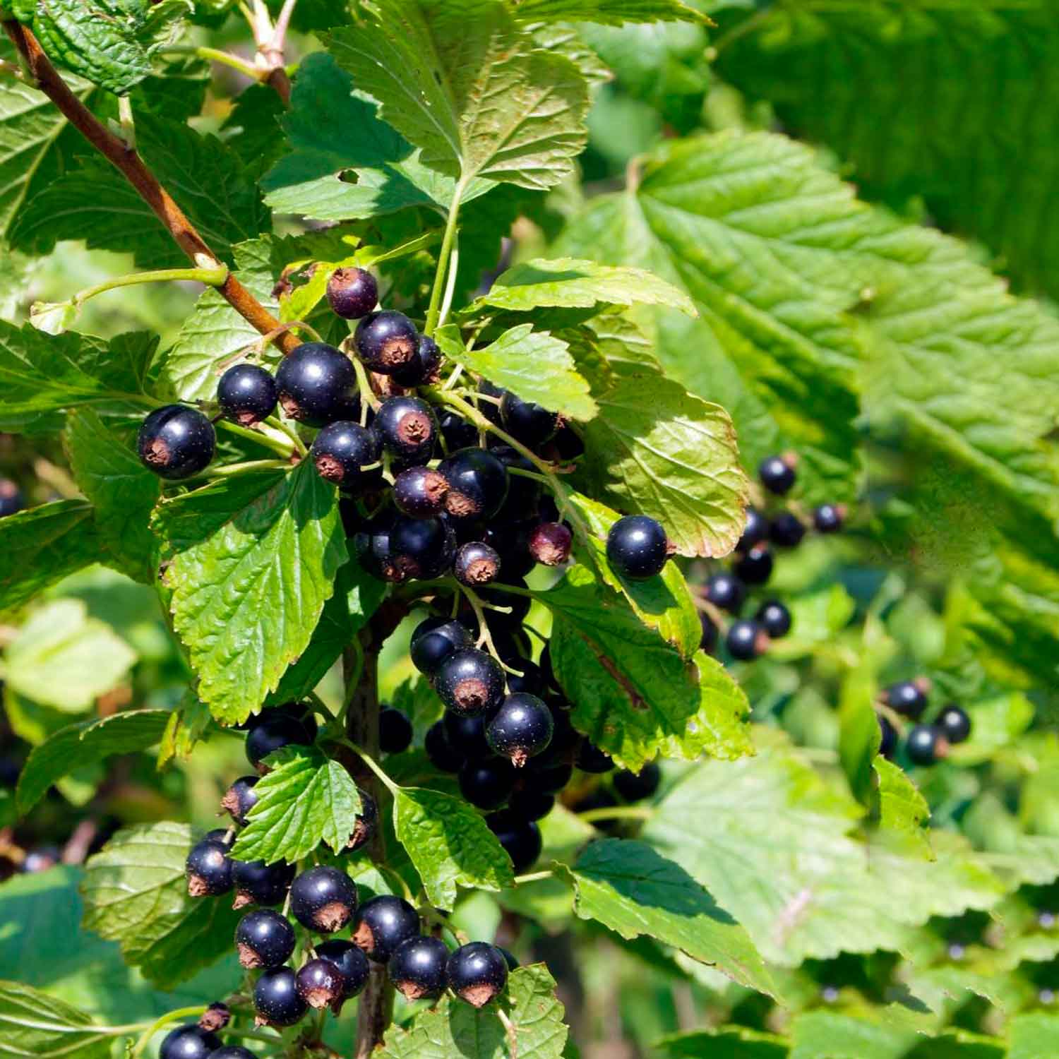 Ribes nigrum 'Ben Sarek' C3 60cm st