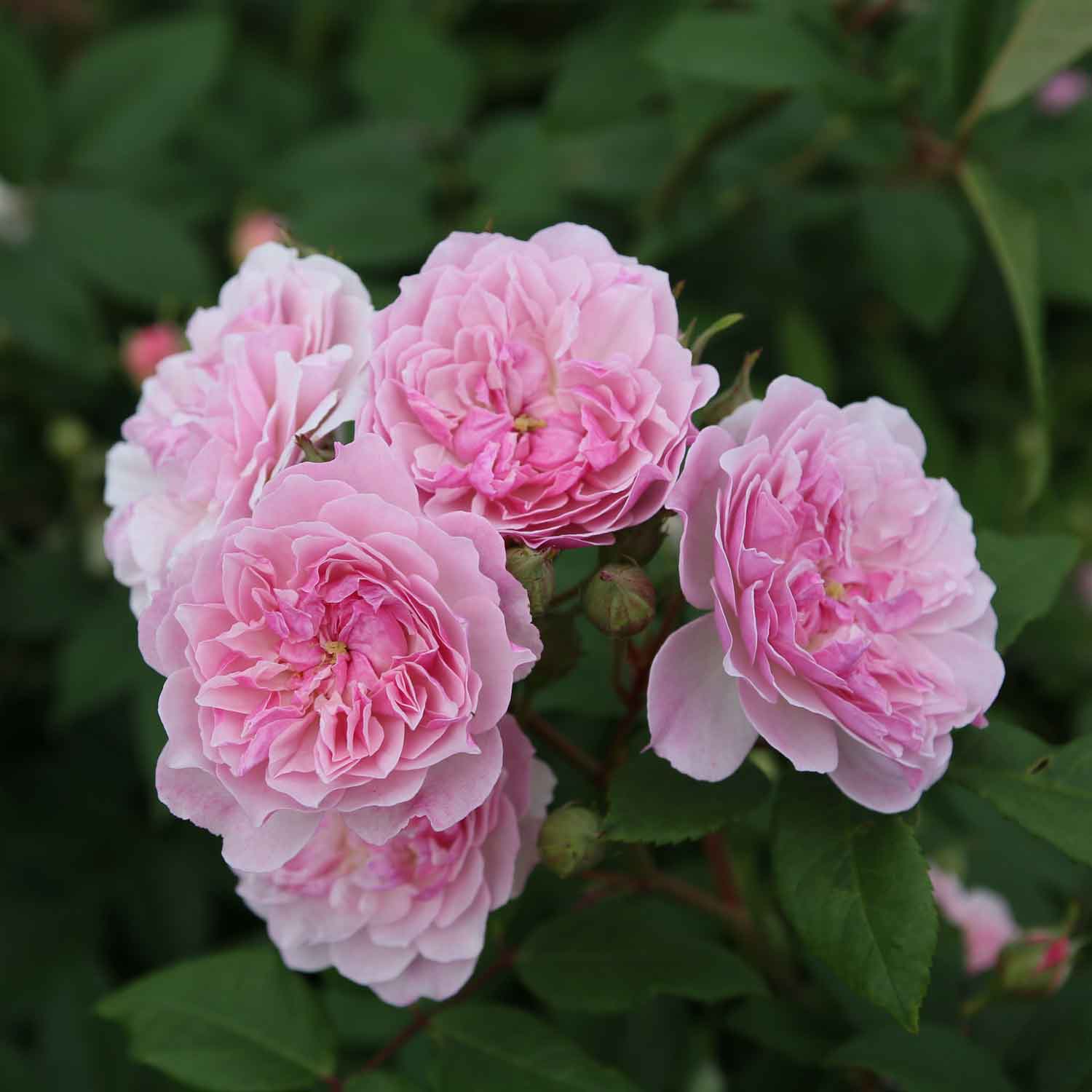 Rose Romantic Siluetta