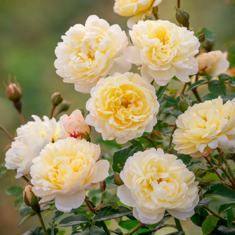 Rosa Nye Bevan (sjukhus)