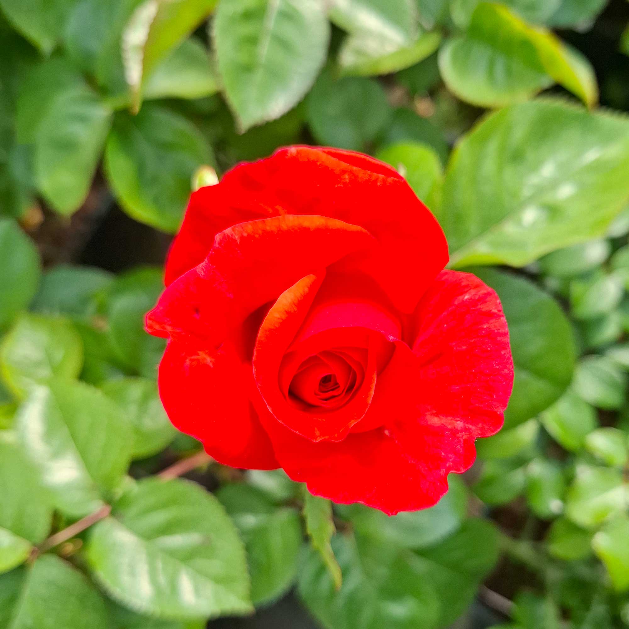 Rose 'Minna' - Renaissance NYHET