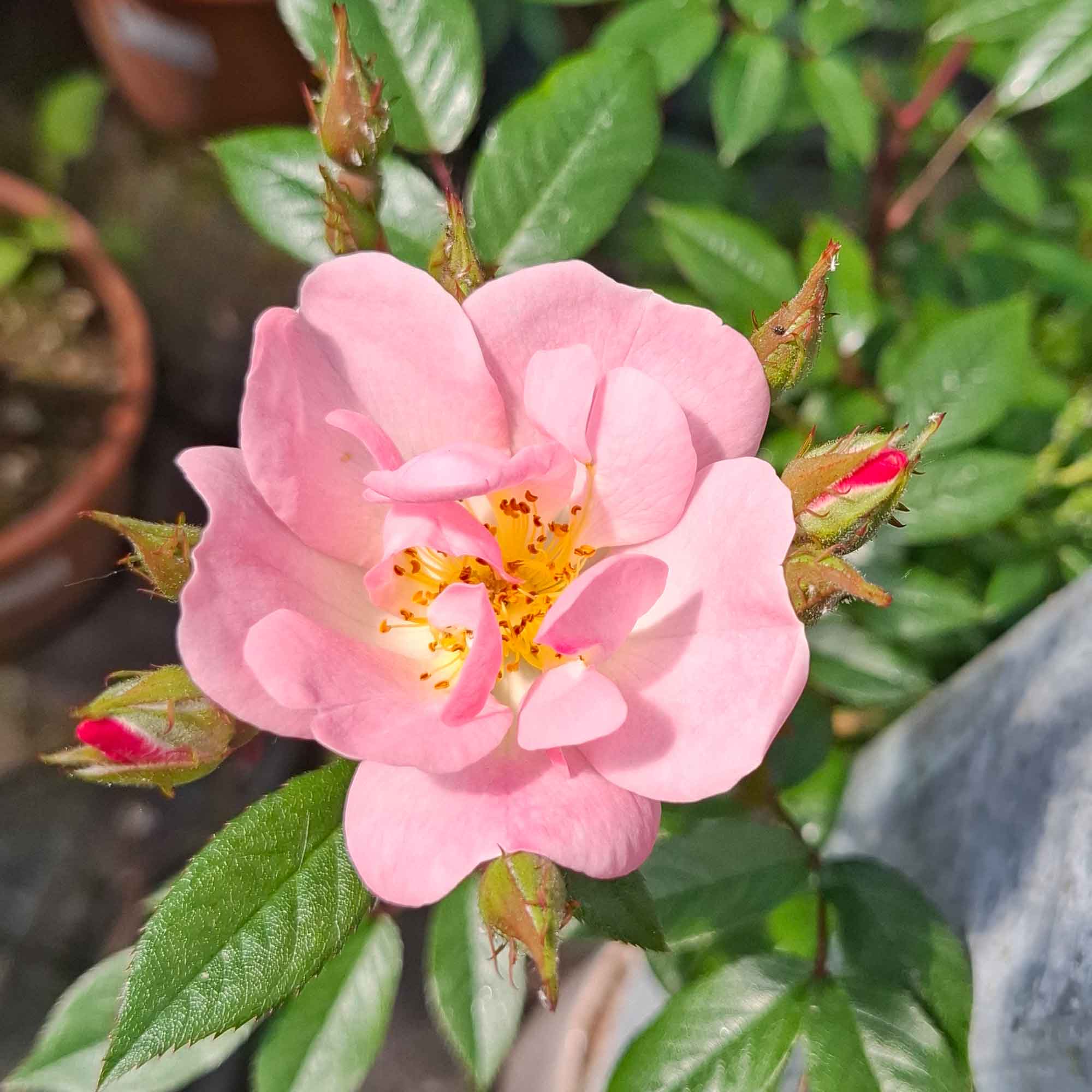 Climbing rose 'Open Arms'