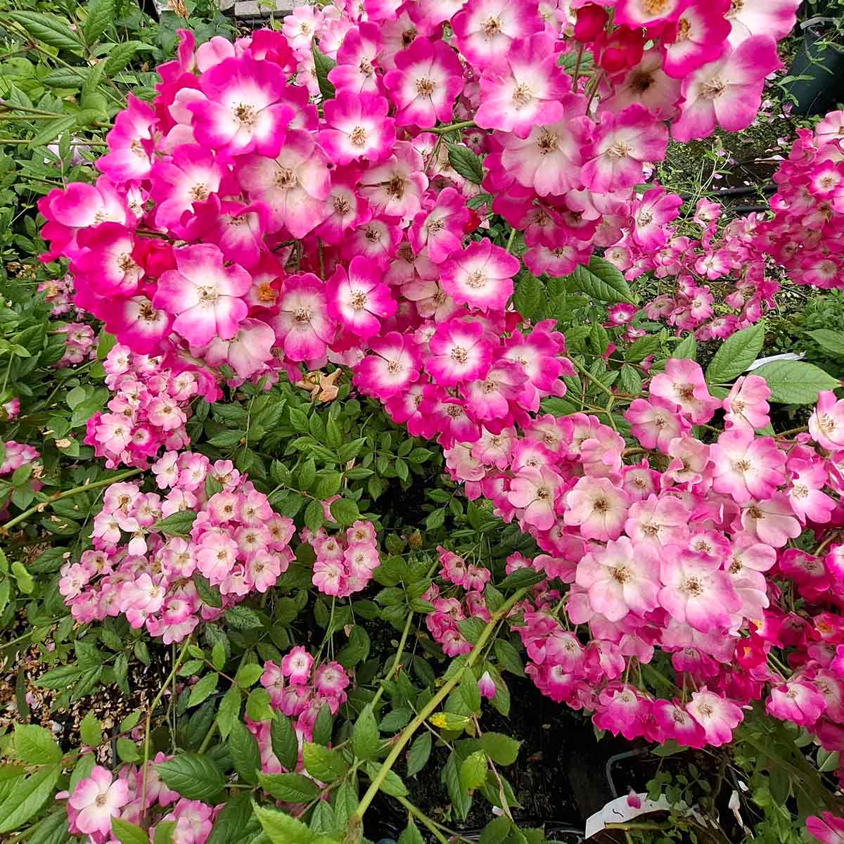Rose moschata 'Mozart'