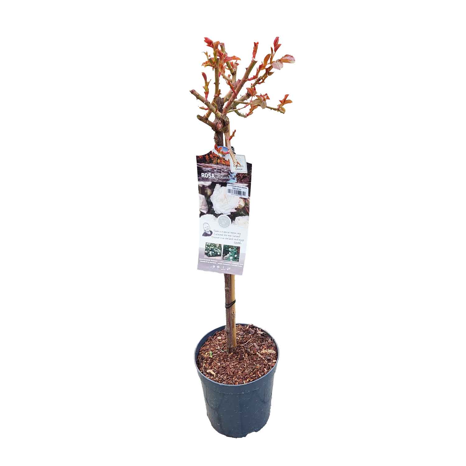 Pink Alabaster 60cm stem