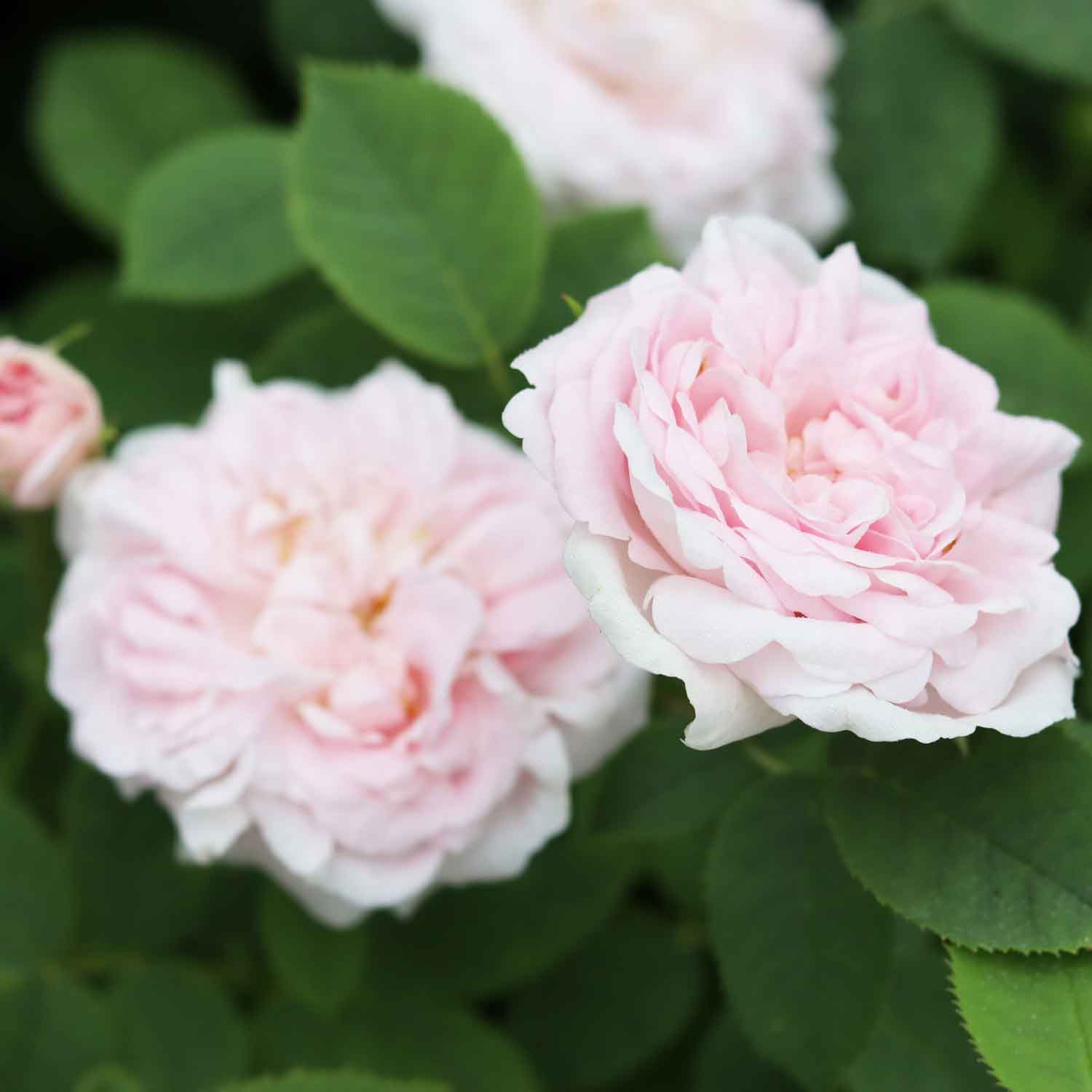Rose alba 'Maiden's Blush'