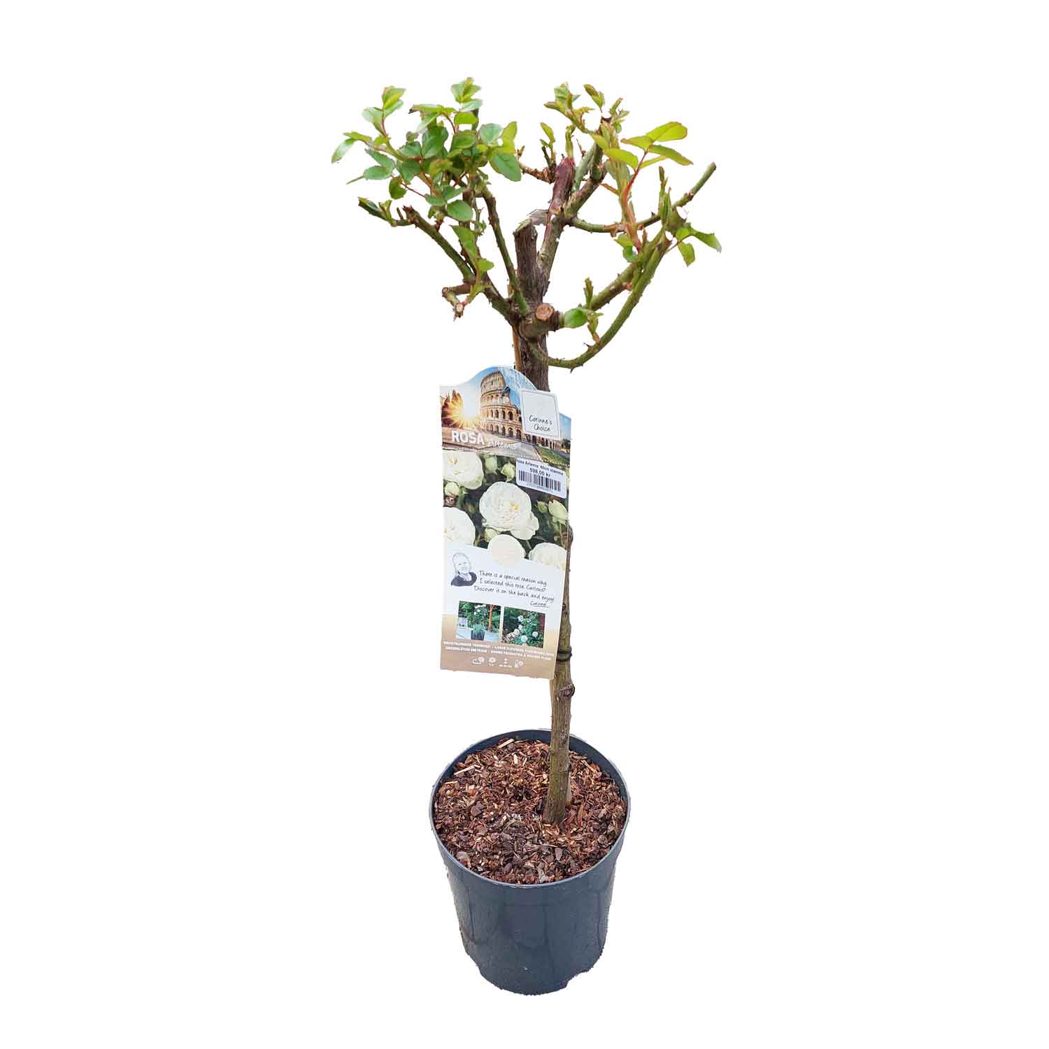 Rosa Artemis 60cm stamme