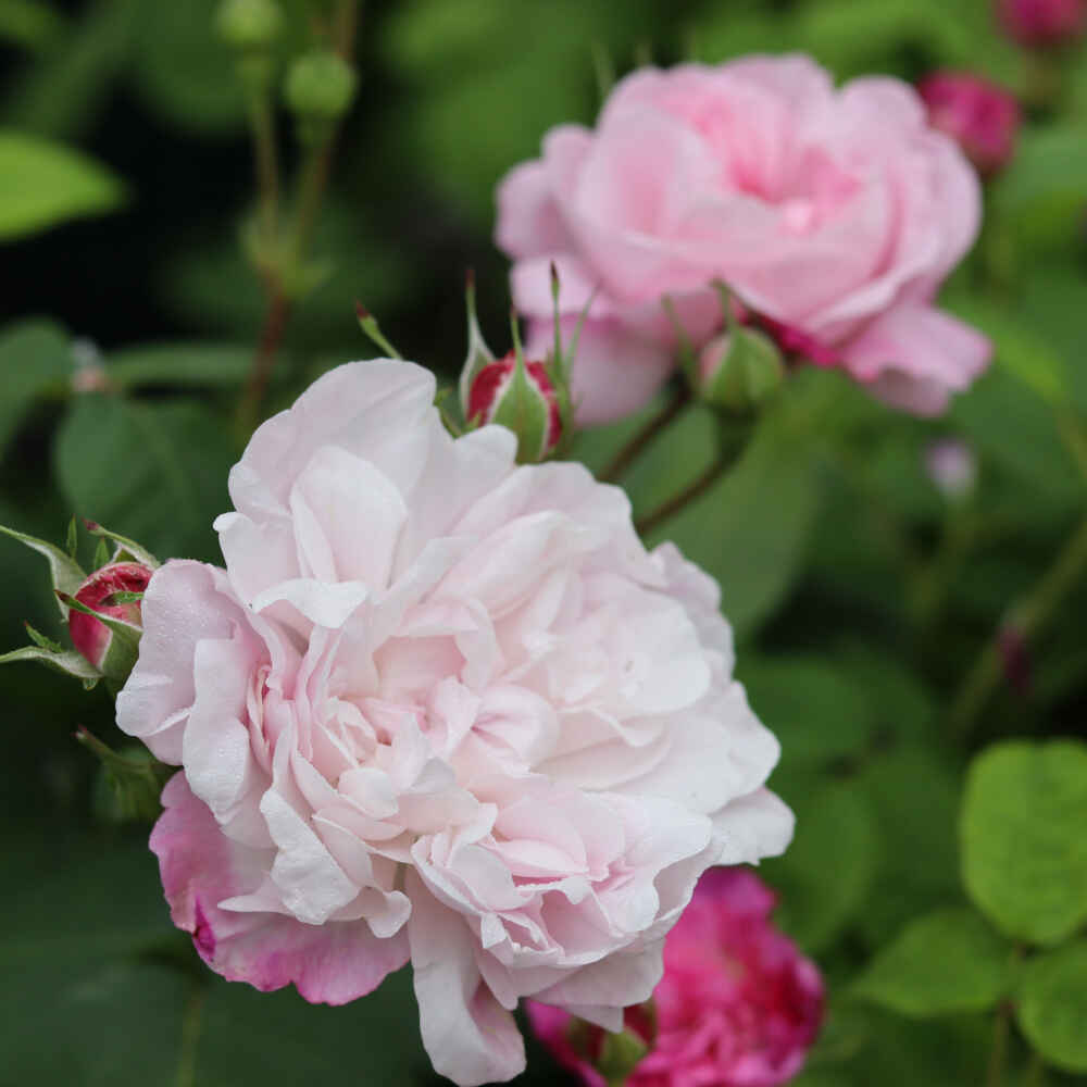 Moss rose - Rose centifolia 'Fantin-Latour'