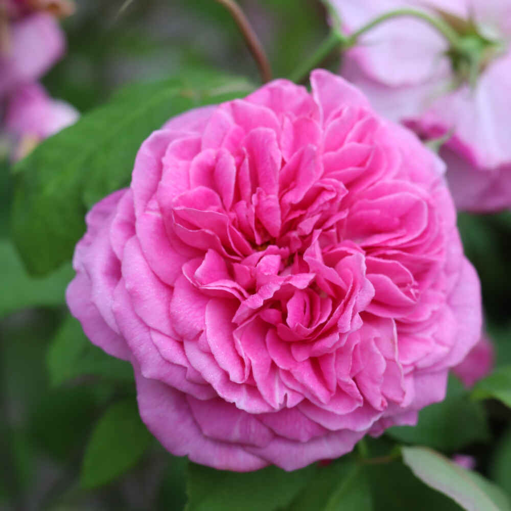 Historical rose 'Comte de Chambord'