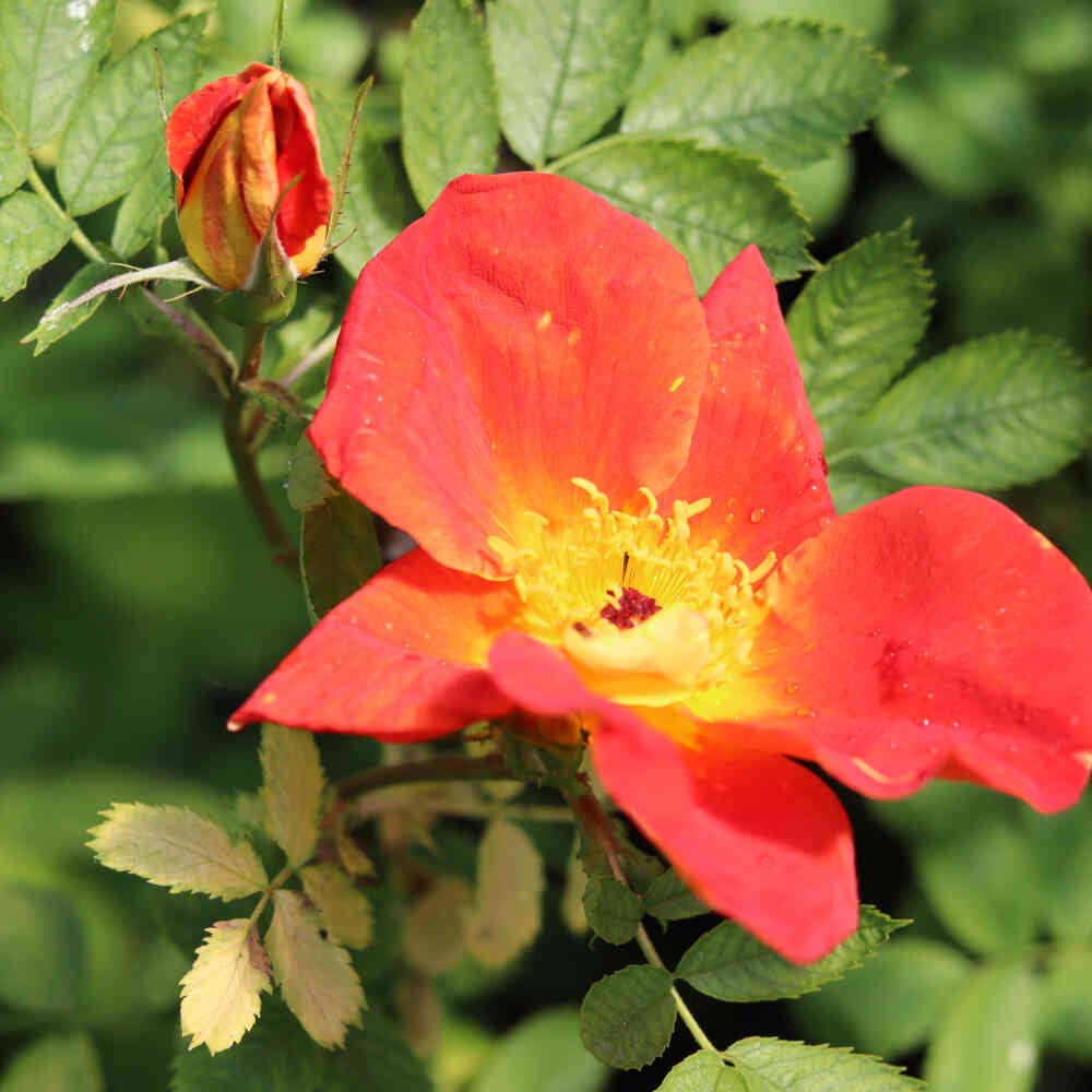 Historical rose - Rosa foetida 'Bicolor'