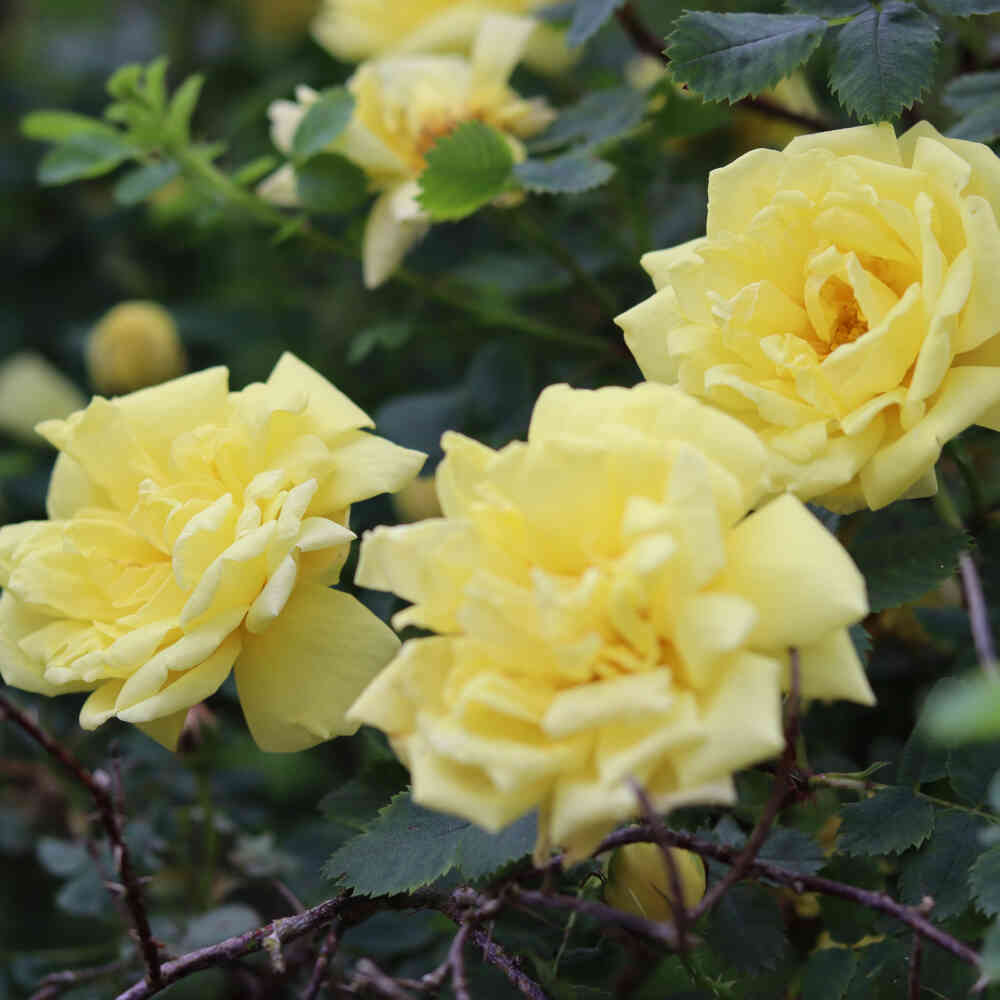 Historic rose foetida 'Harison's Yellow'