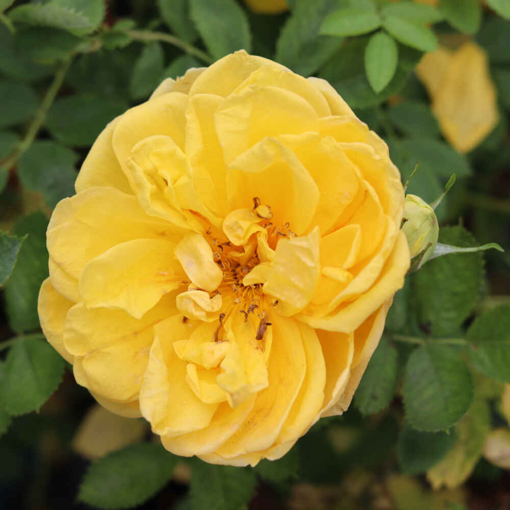Historical rose - Rosa foetida 'Persian Yellow'