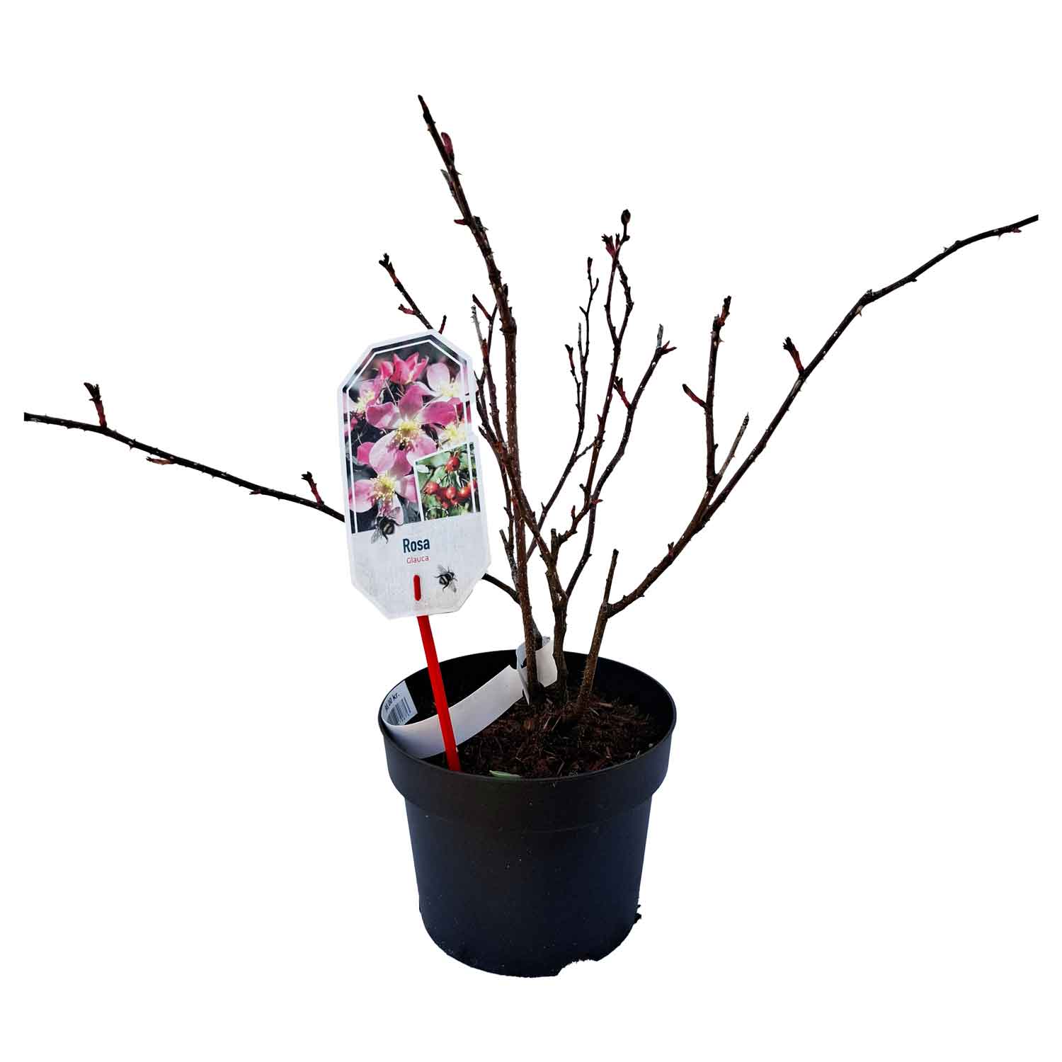 Rosa glauca 30/40 C3