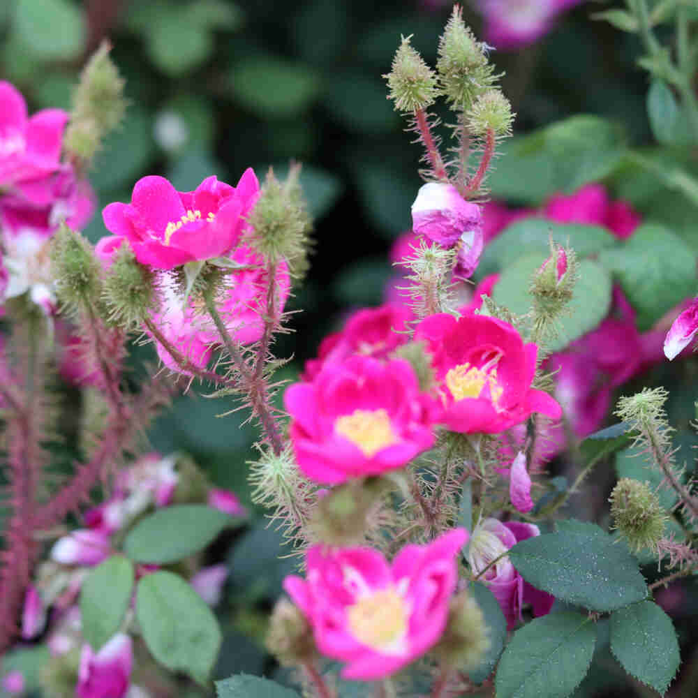 Mossros - Rosa centifolia 'Goethe'