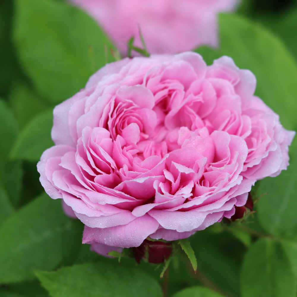 Historisk ros 'Jacques Cartier'