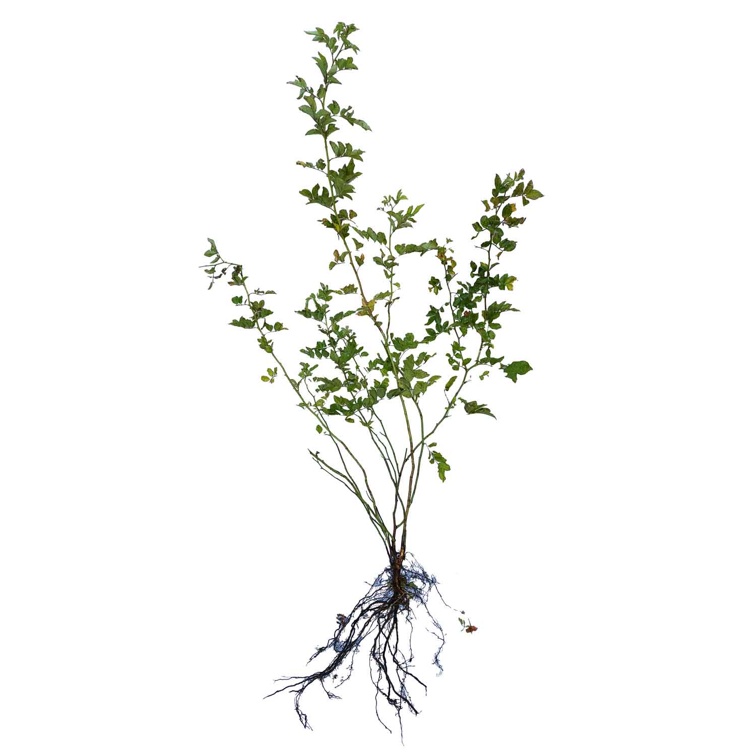 Rosa Multiflora 1/1 60-100 CM