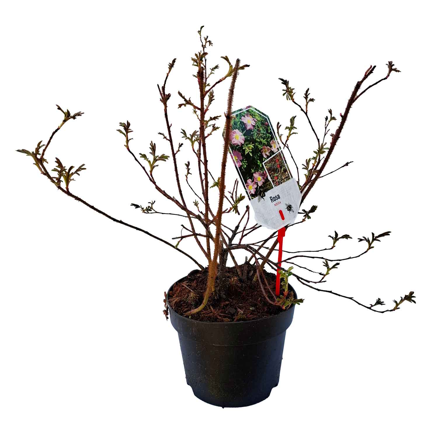 Rosa nitida 30/40 C3