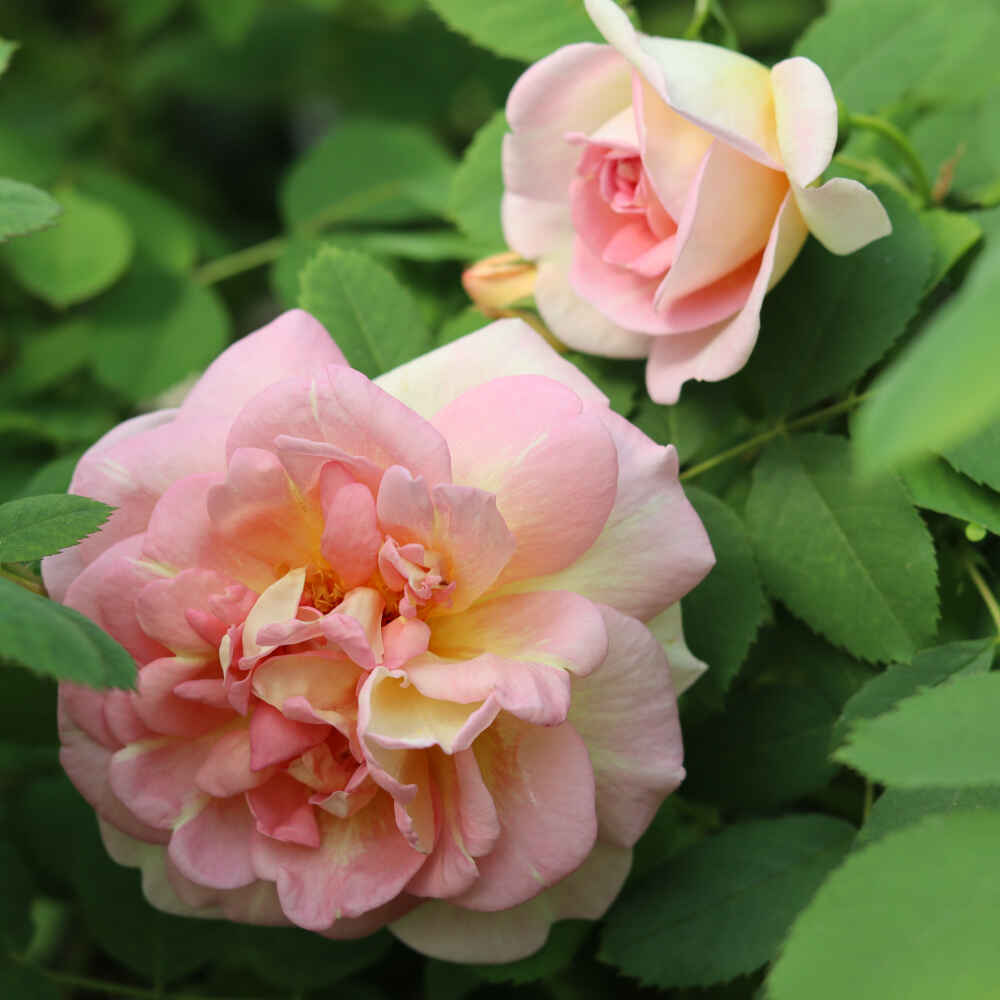 Dune rose pimpinellifolia 'Frühlingsmorgen'