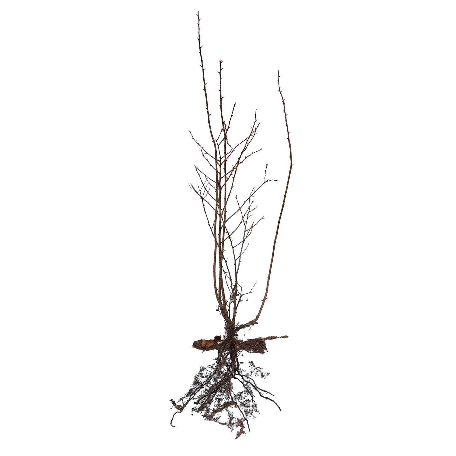 Klitrose - Rosa pimpinellifolia 1/2 50-80cm