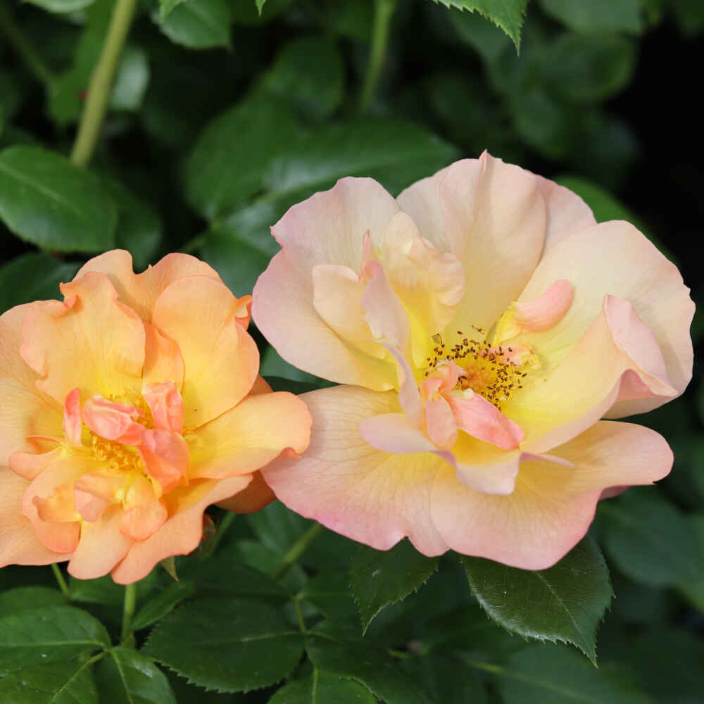 Rose 'Prins Henry'