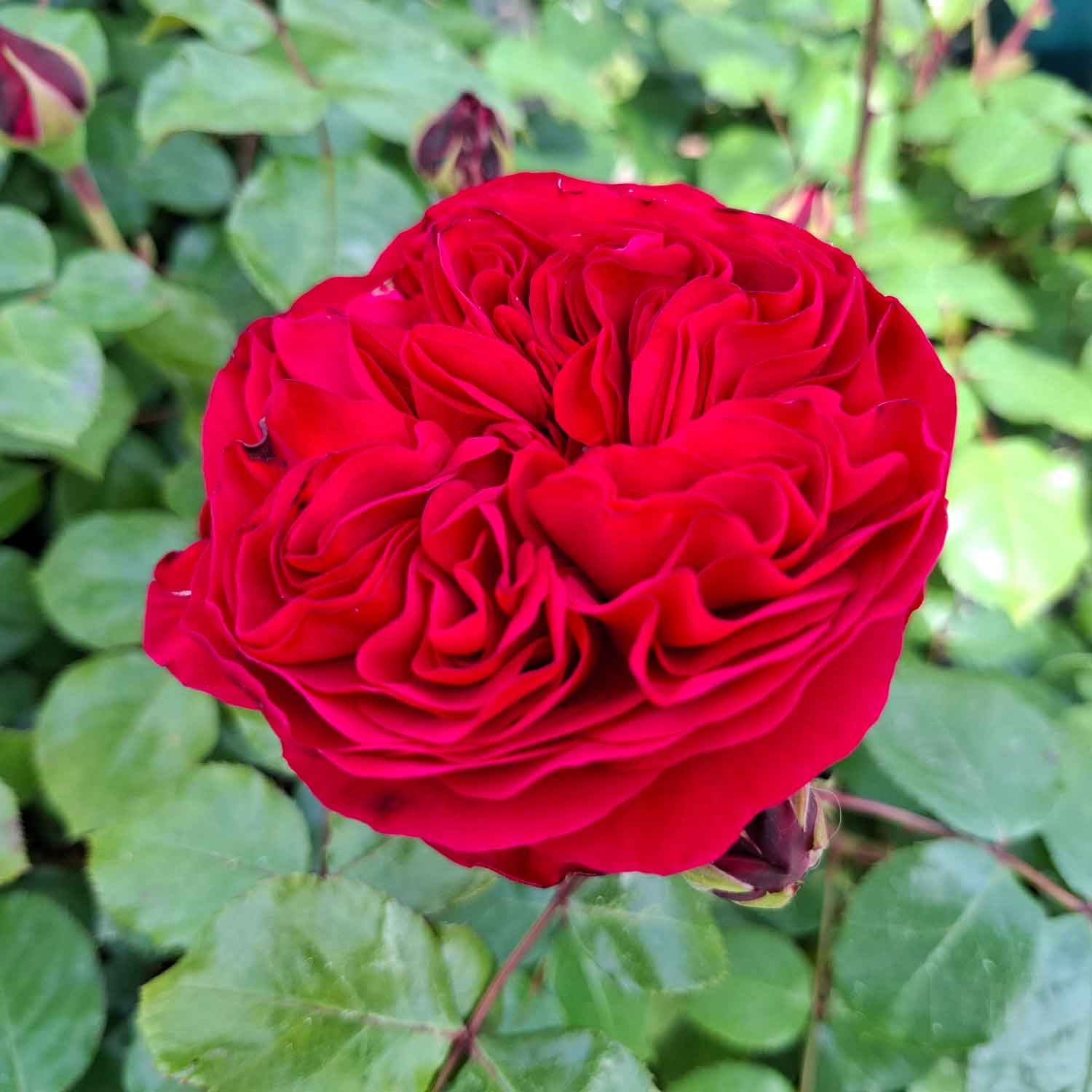 Rose 'Red Leonardo Da Vinci'