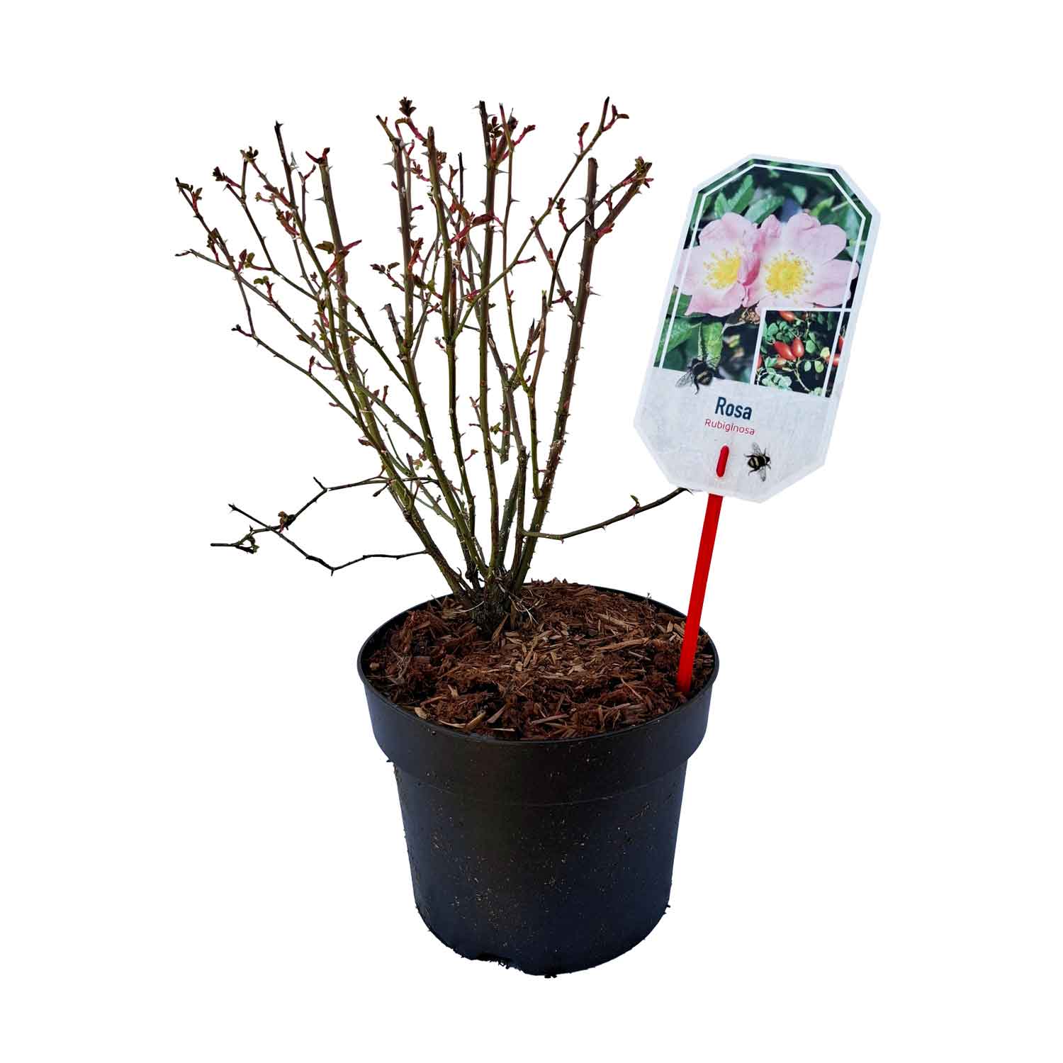 Rosa rubiginosa 30/40 C3