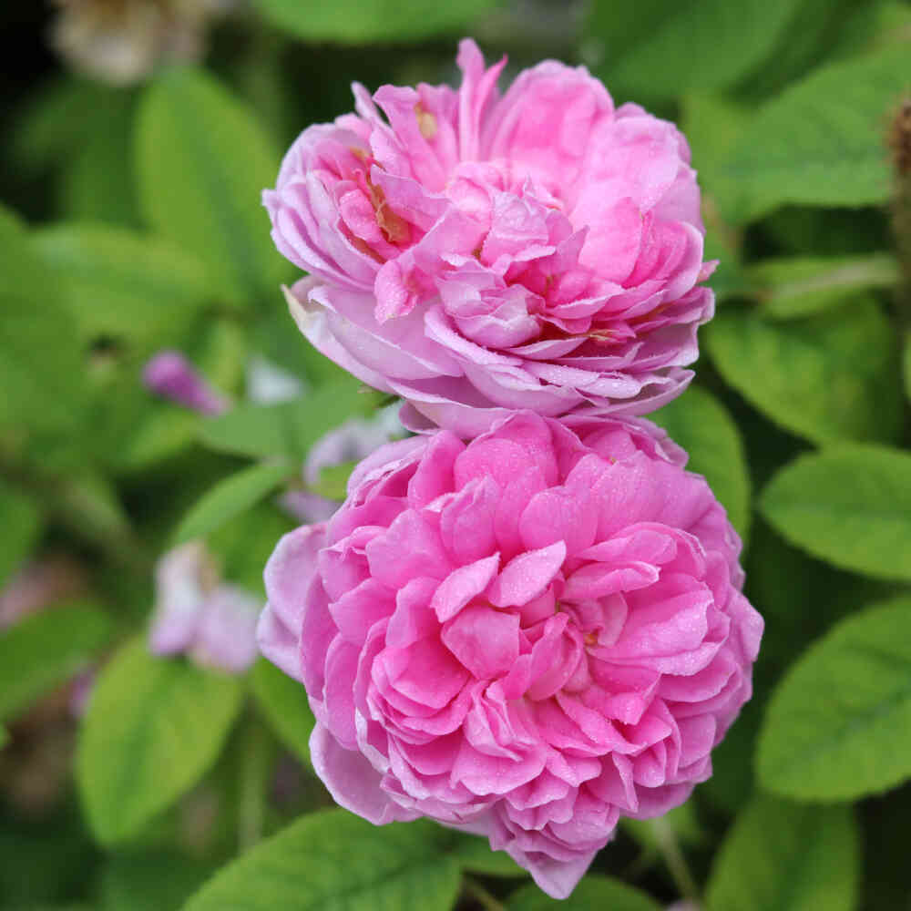 Moss rose 'Soupert et Nothing'