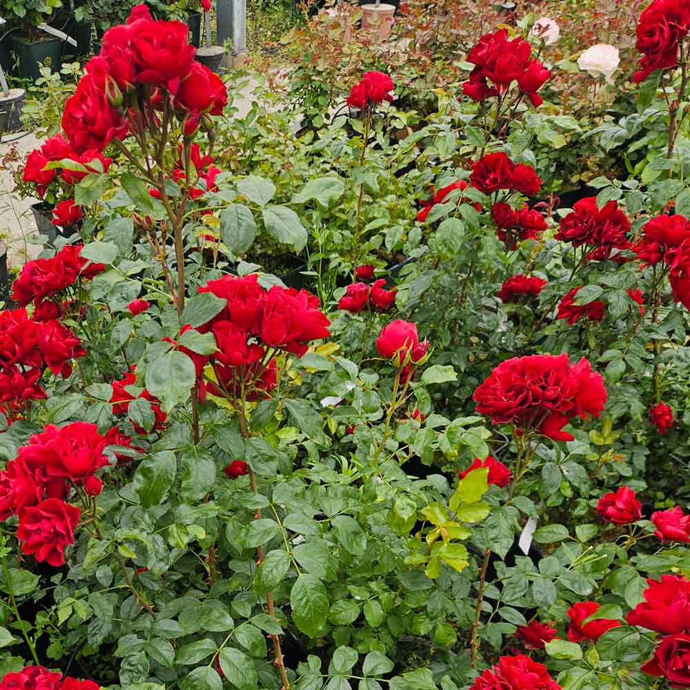 Rosa 'Arifa'