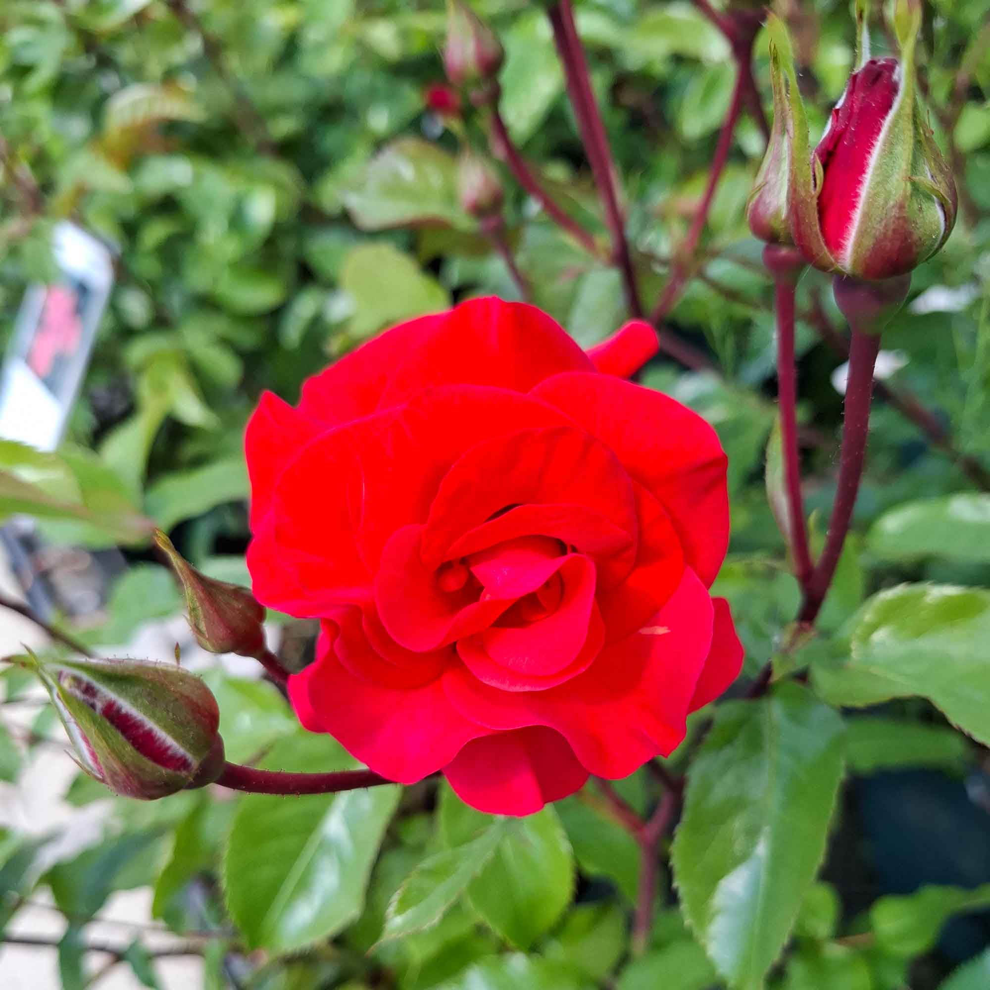 Rose 'Westpoint'