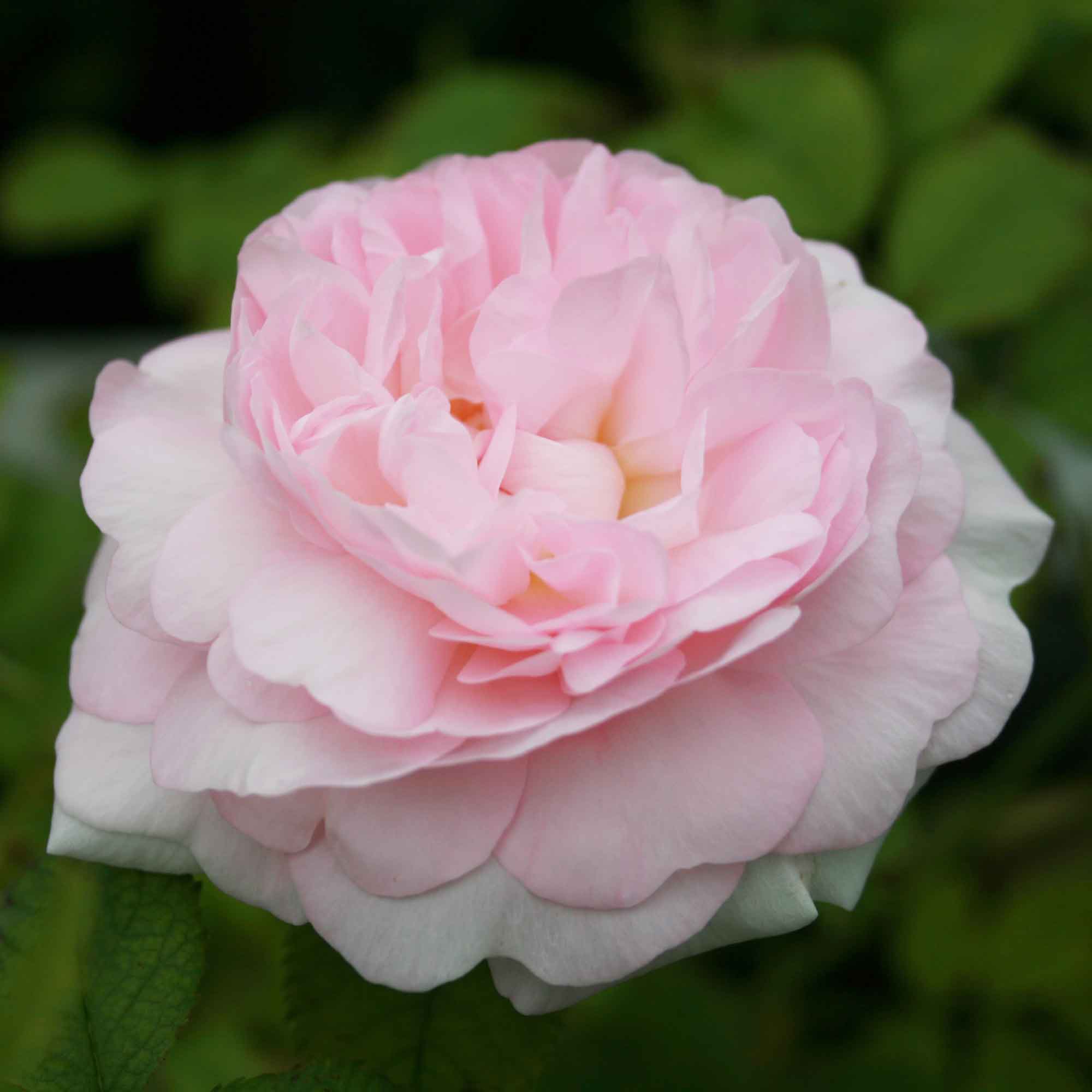 Rose alba 'Chloris'