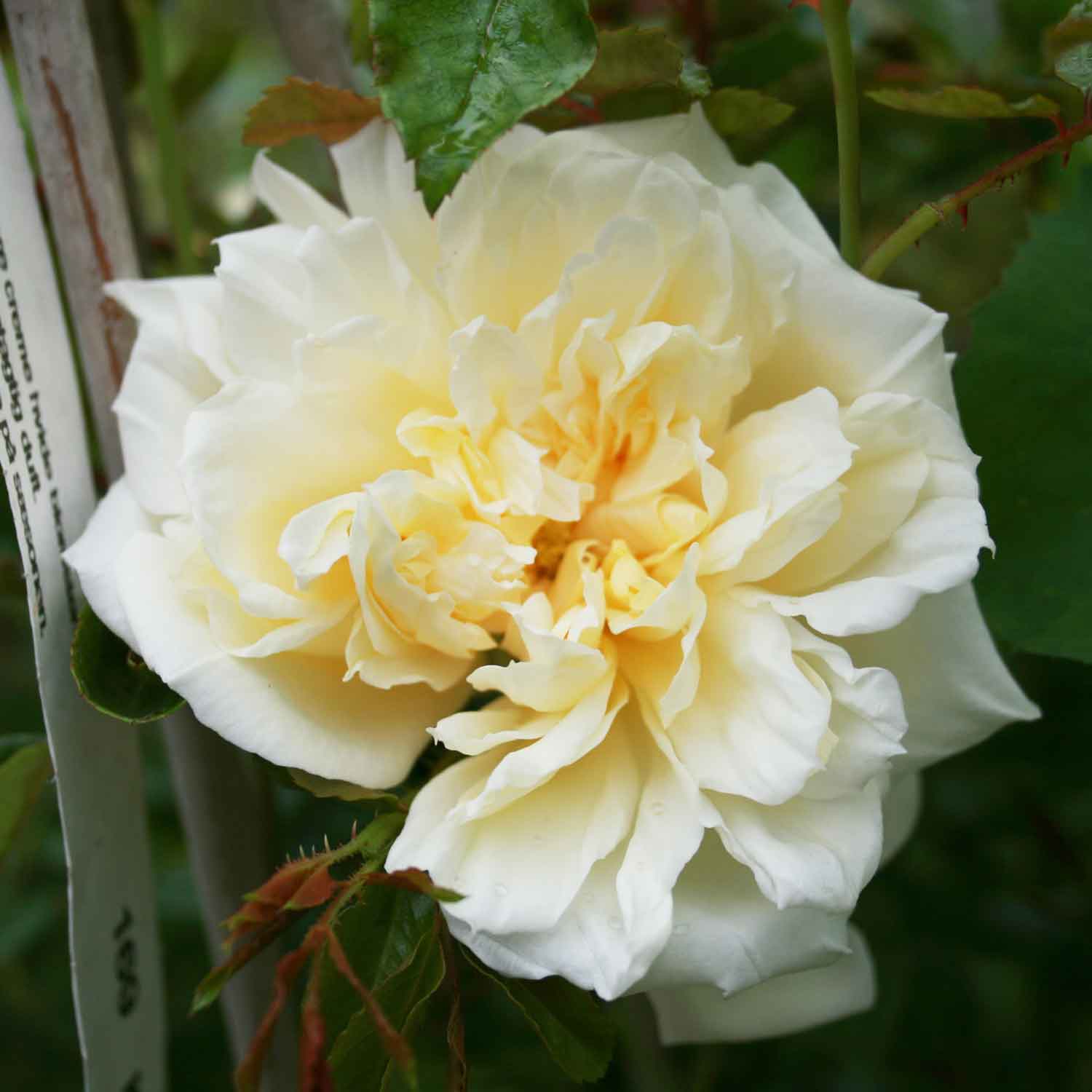 Slyngrose 'Albéric Barbier'