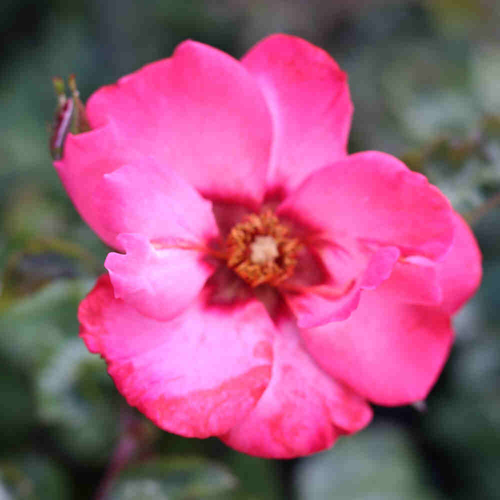 Rosa 'Allisar Princes of Phoenicia'