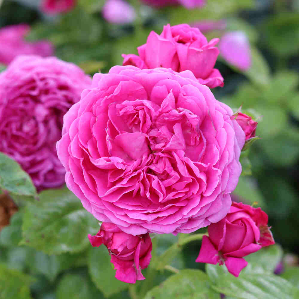 Rosa 'Anuschka'