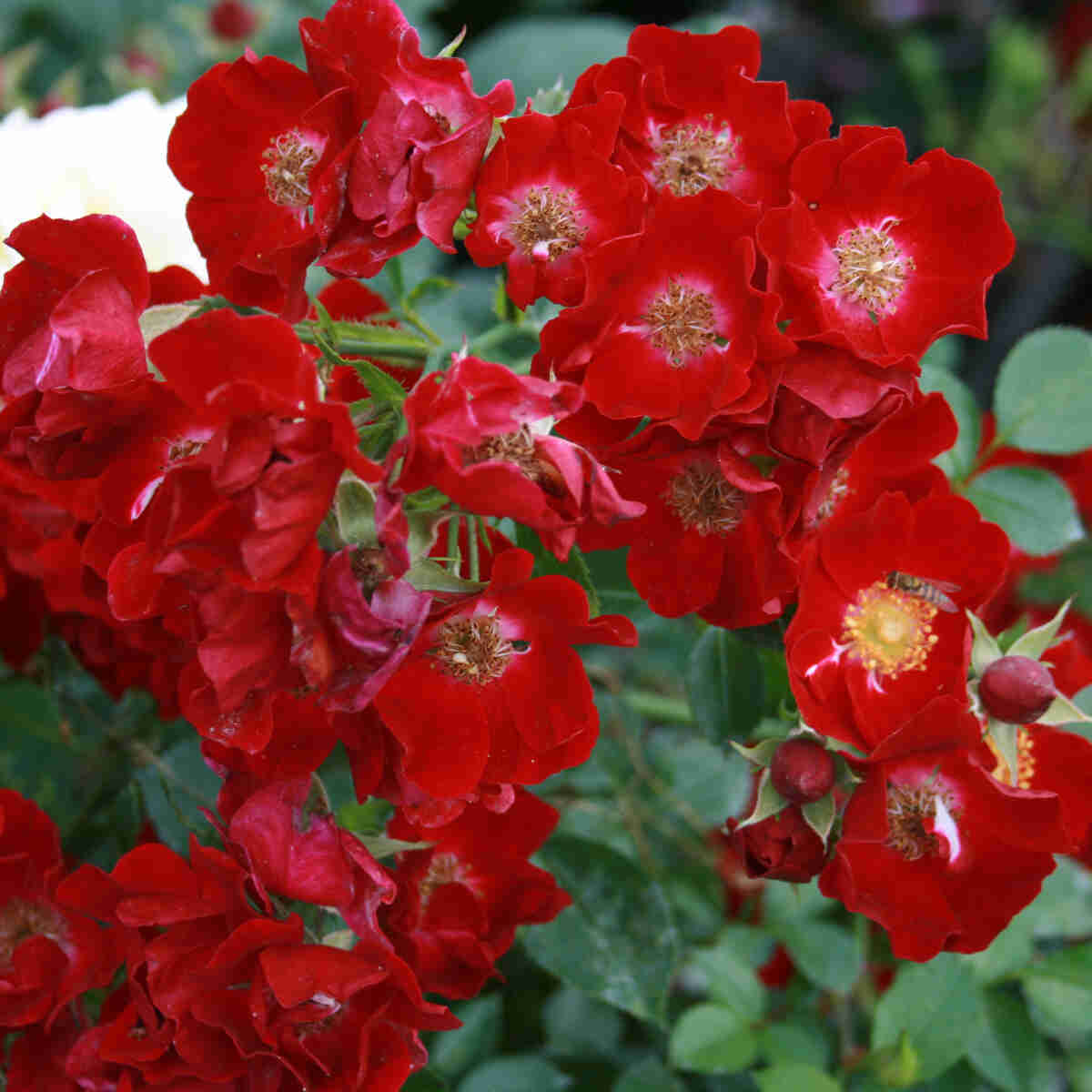 Groundcover Rose 'Bassino'