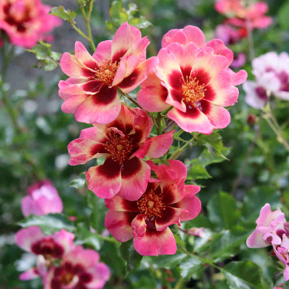 Pink Blushing Babylon Eyes